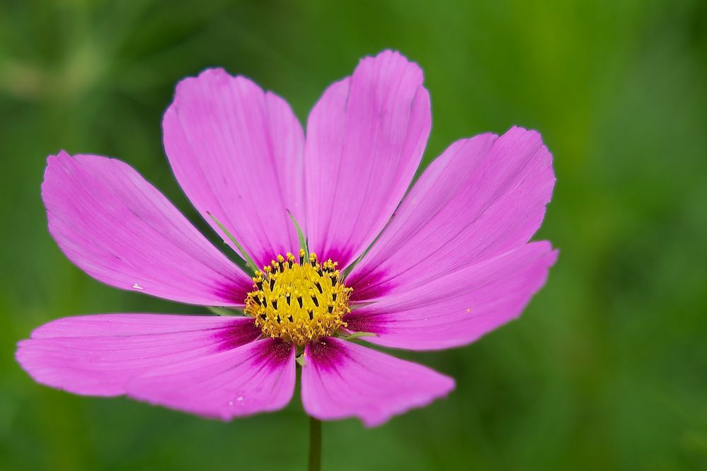 Pink Cosmea