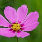 Pink Cosmea