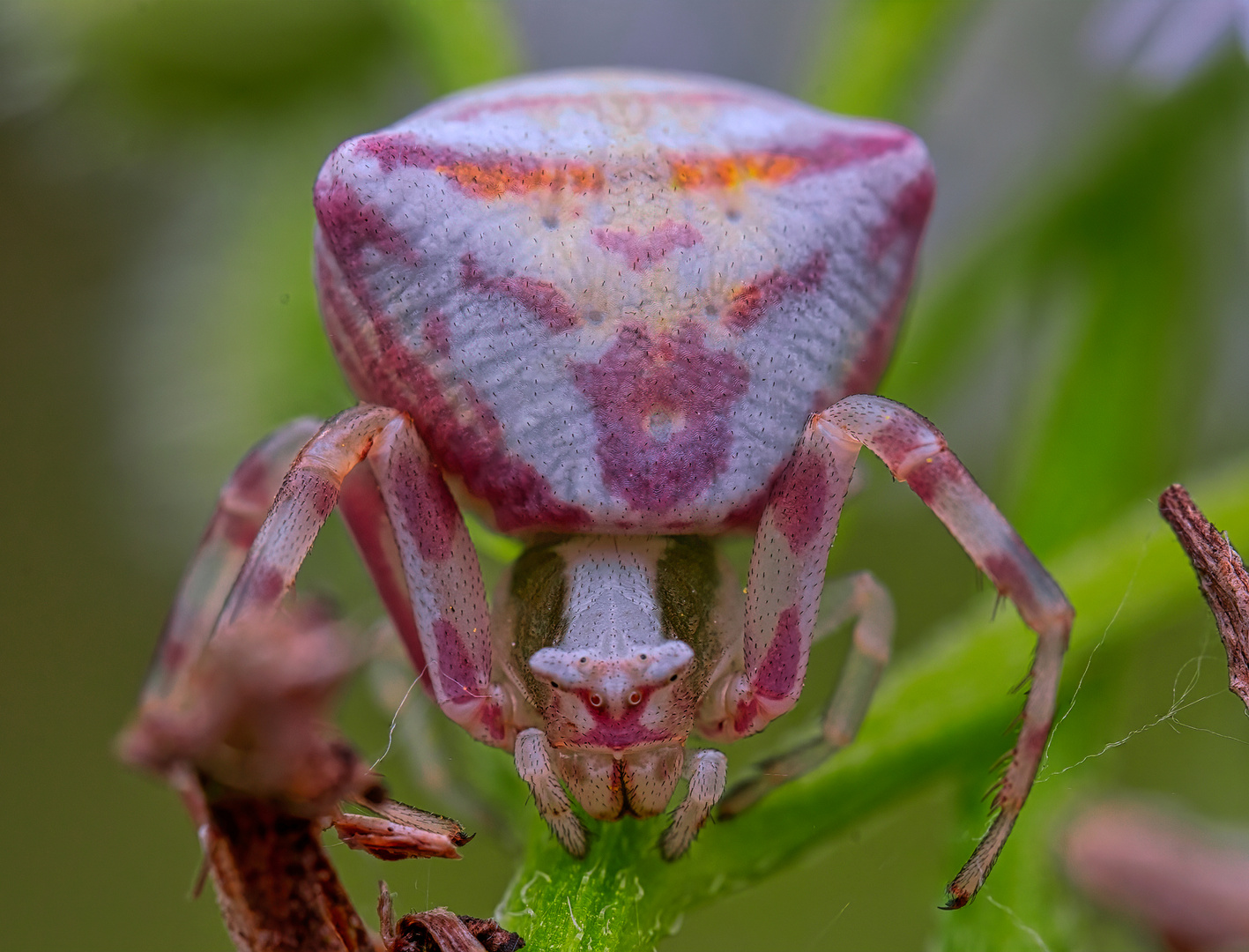 Pink crab spider