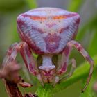 Pink crab spider