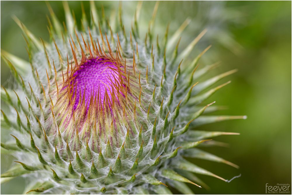 Pink Crater Foto & Bild spezial, makro, natur Bilder auf