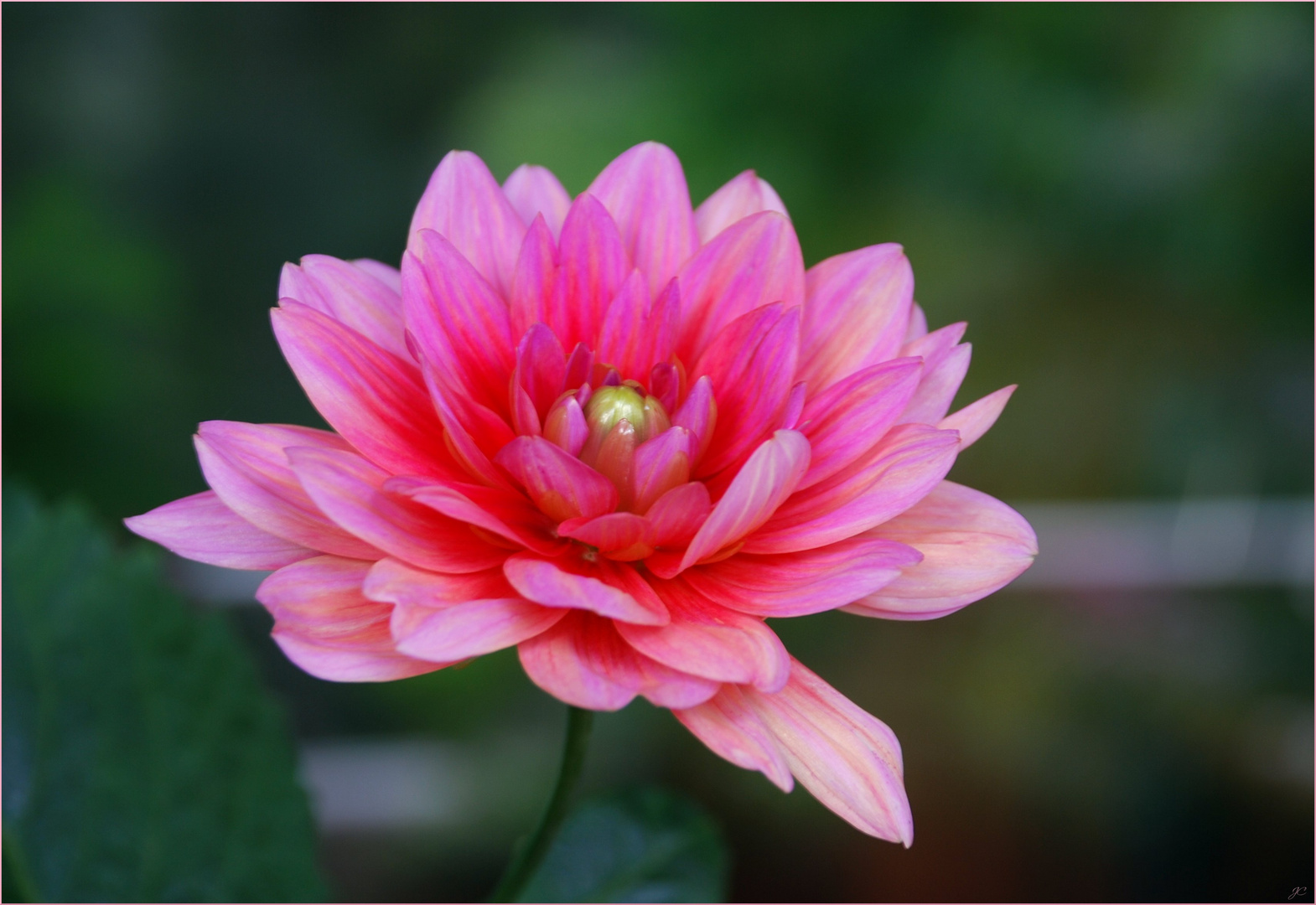 "pink dahlia"