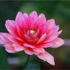 "pink dahlia"