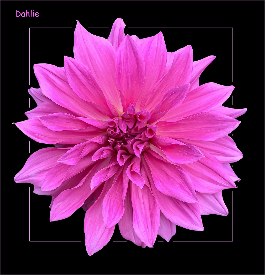 Pink-Dahlie
