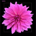 Pink-Dahlie