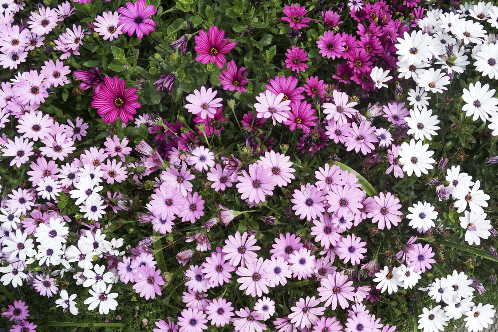 Pink daisies