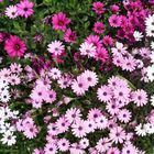 Pink daisies