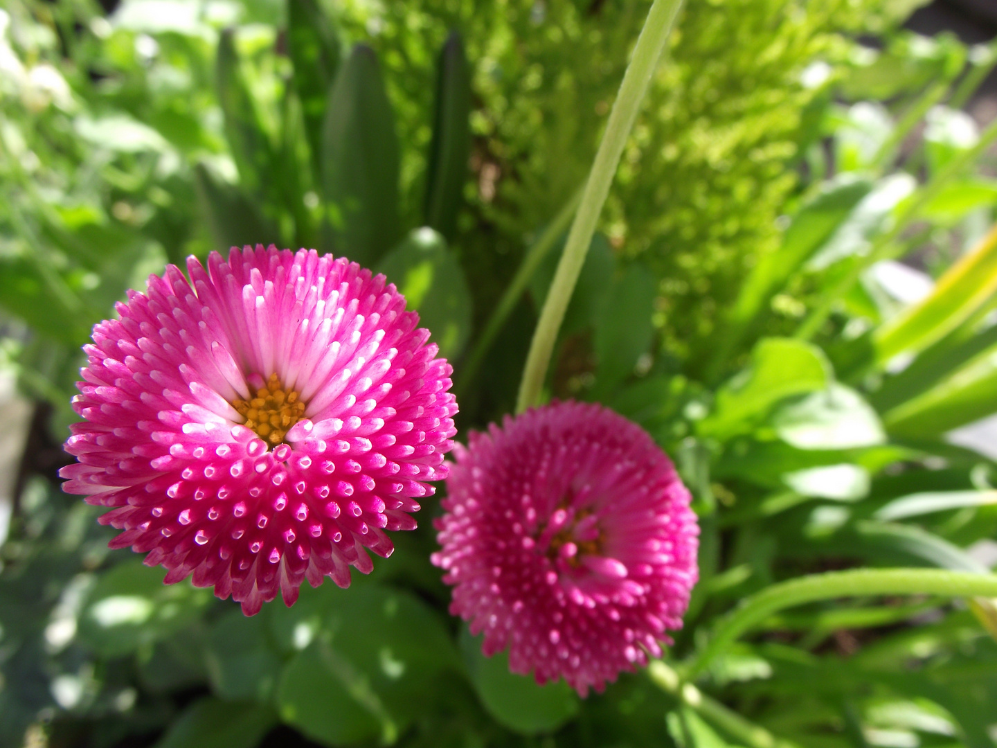 Pink Daisies