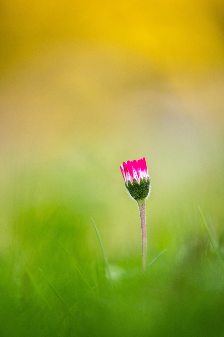 Pink Daisy