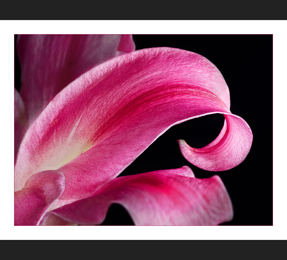 Pink...... - Detail einer Lilie - Un detail de Lys - Detail of a lily...