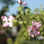 Pink Dogwood Blossoms