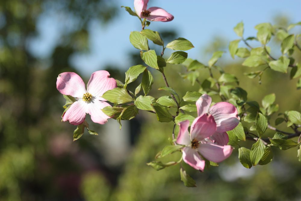 Pink Dogwood Blossoms