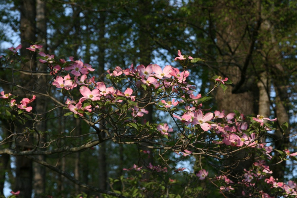 Pink Dogwood