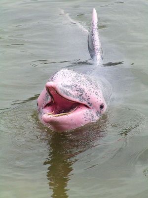 Pink Dolphin