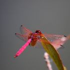 Pink dragonfly