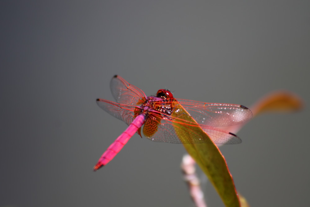 Pink dragonfly