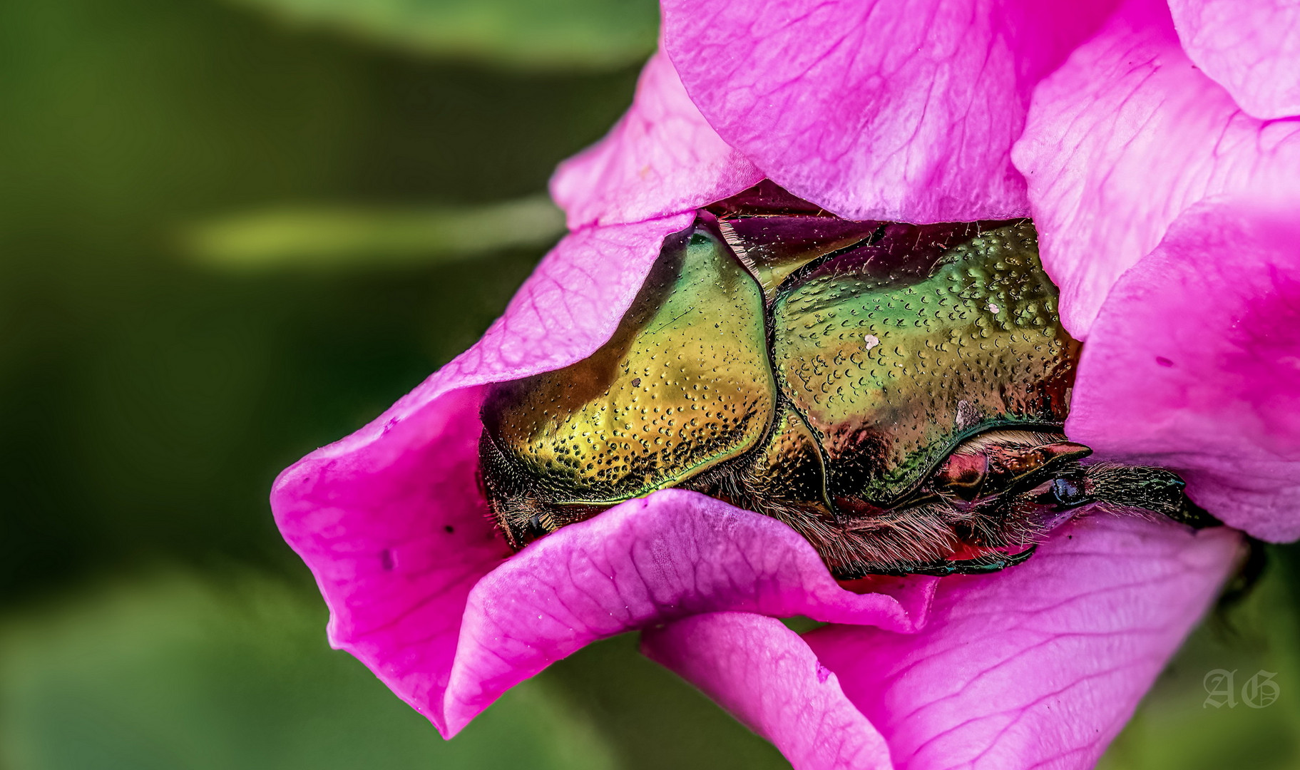 Pink dreams (Cetonia aurata)