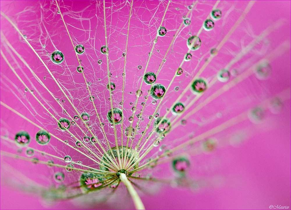 PINK  DROPS