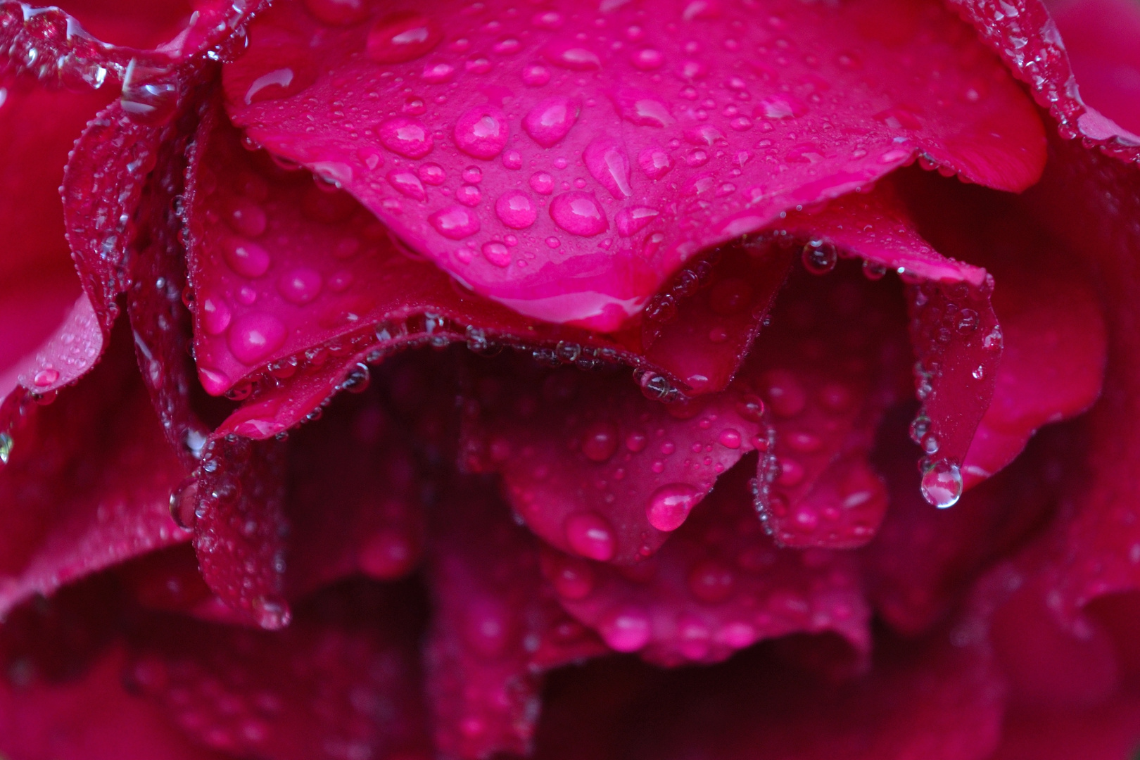 pink drops