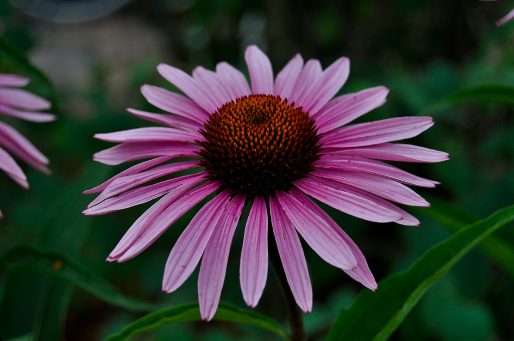 Pink Echinacea