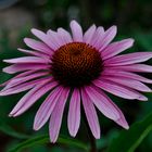 Pink Echinacea