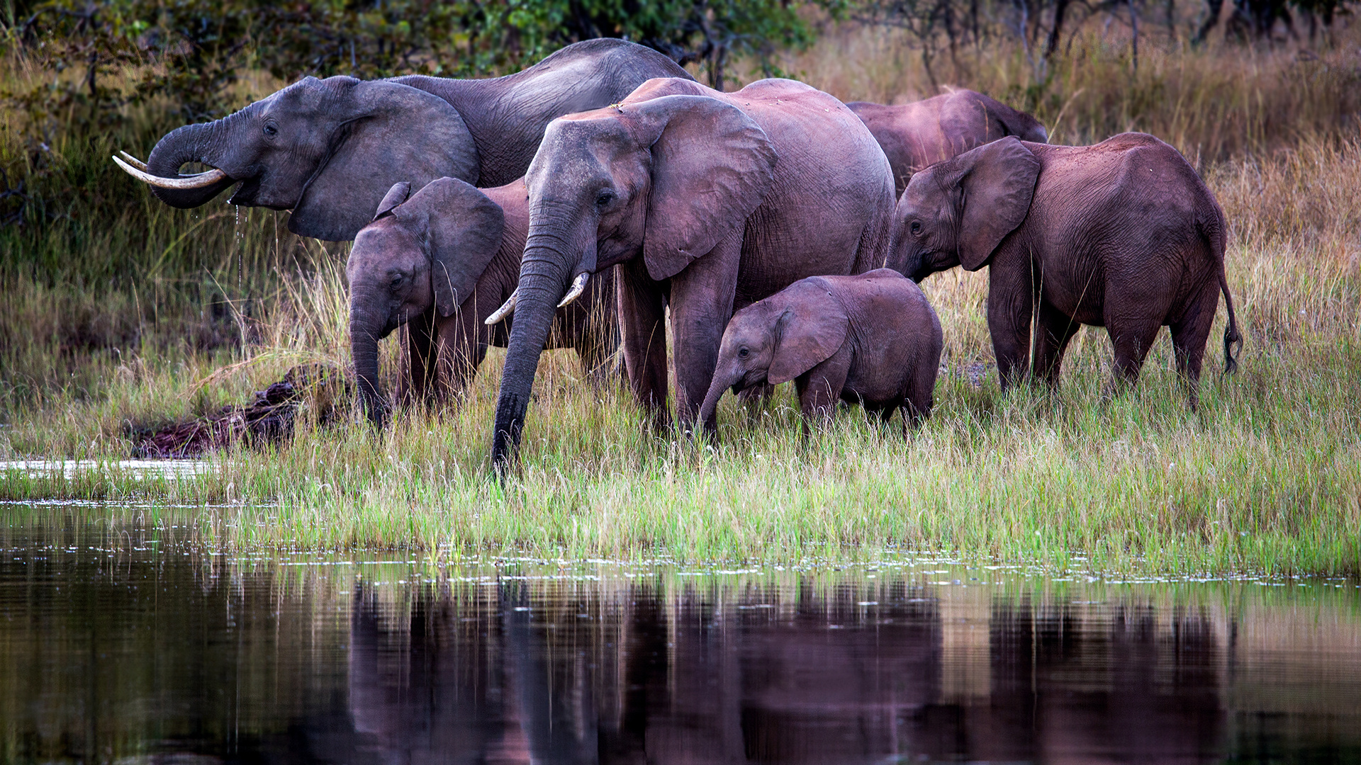 Pink elephants