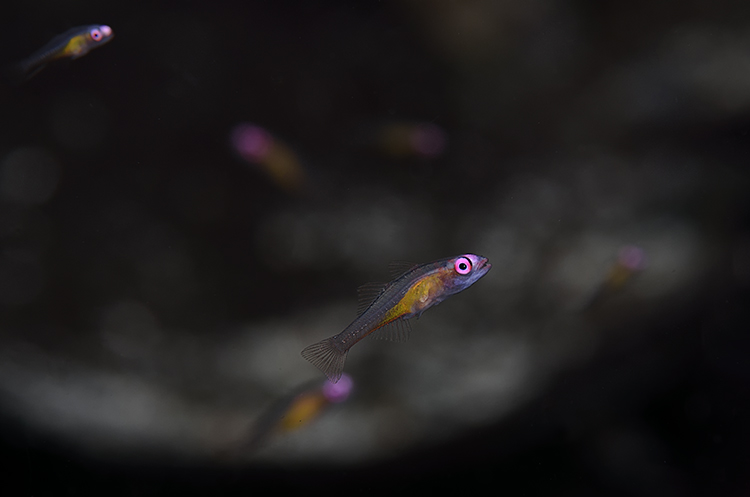 Pink-Eye Goby