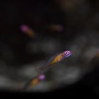 Pink-Eye Goby