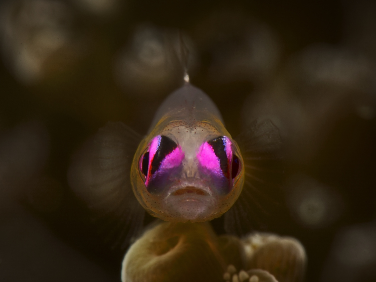 Pink eye goby