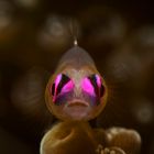 Pink eye goby