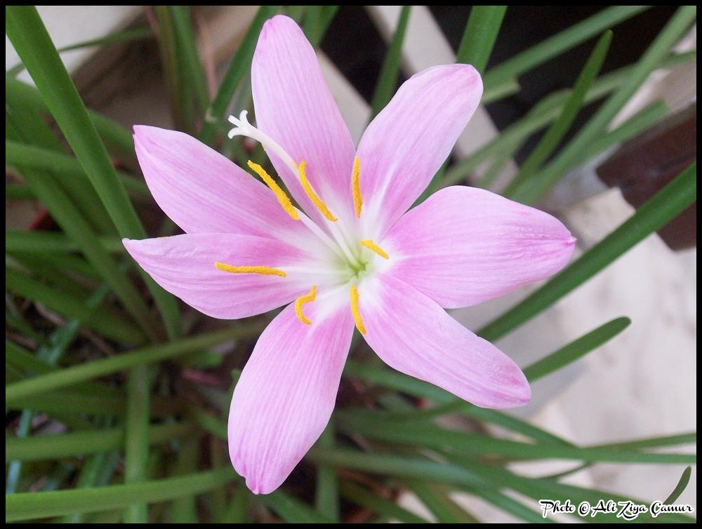 Pink Fairy Lily