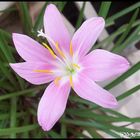 Pink Fairy Lily