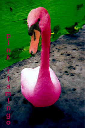 pink flamingo