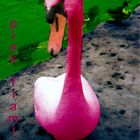 pink flamingo