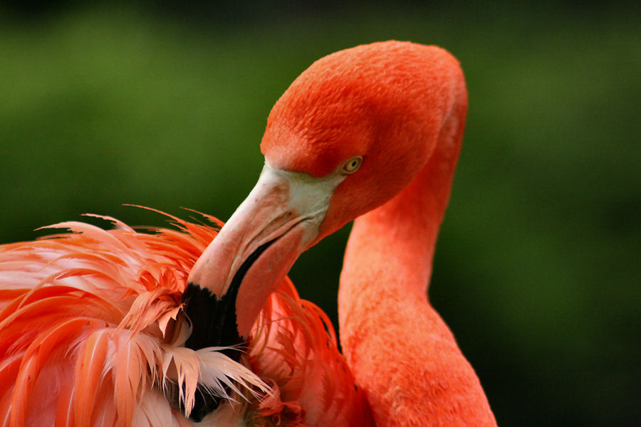 Pink Flamingo