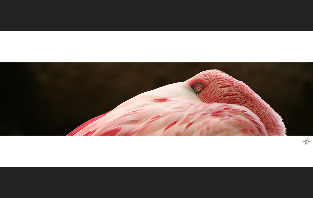 pink flamingo