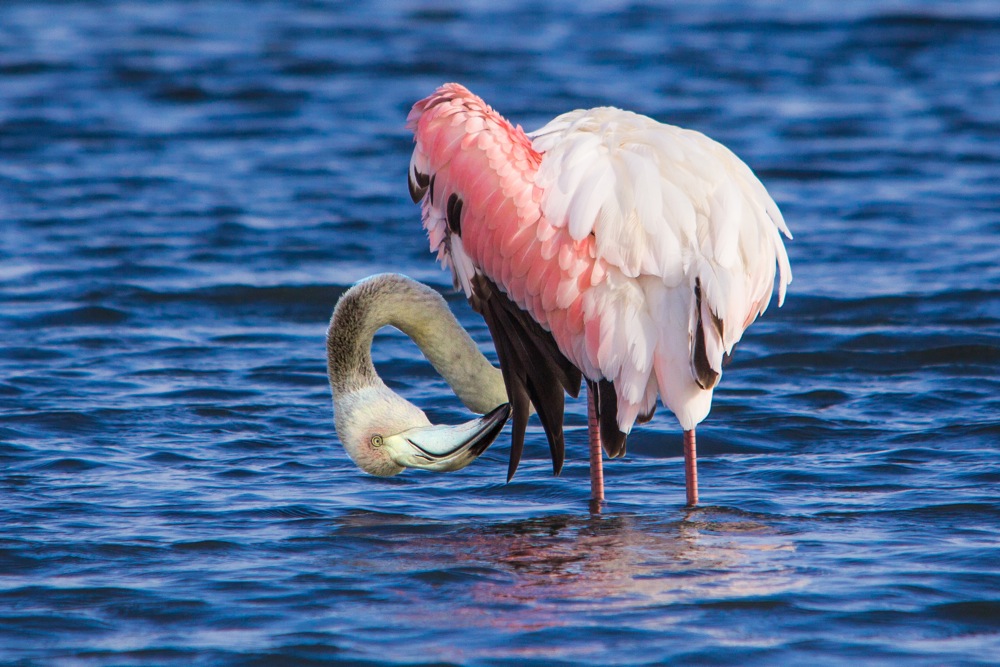 Pink Flamingo