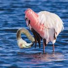 Pink Flamingo