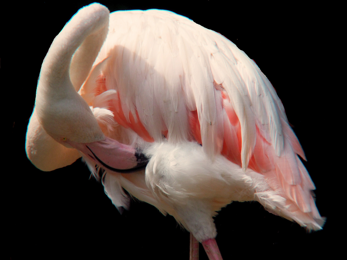 Pink Flamingo