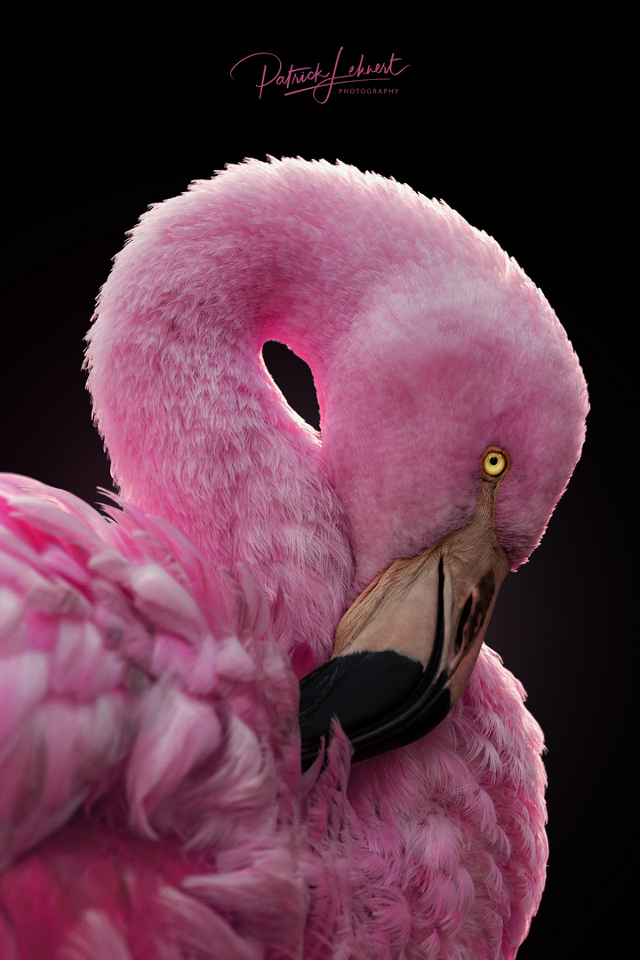 Pink Flamingo