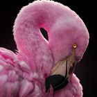 Pink Flamingo