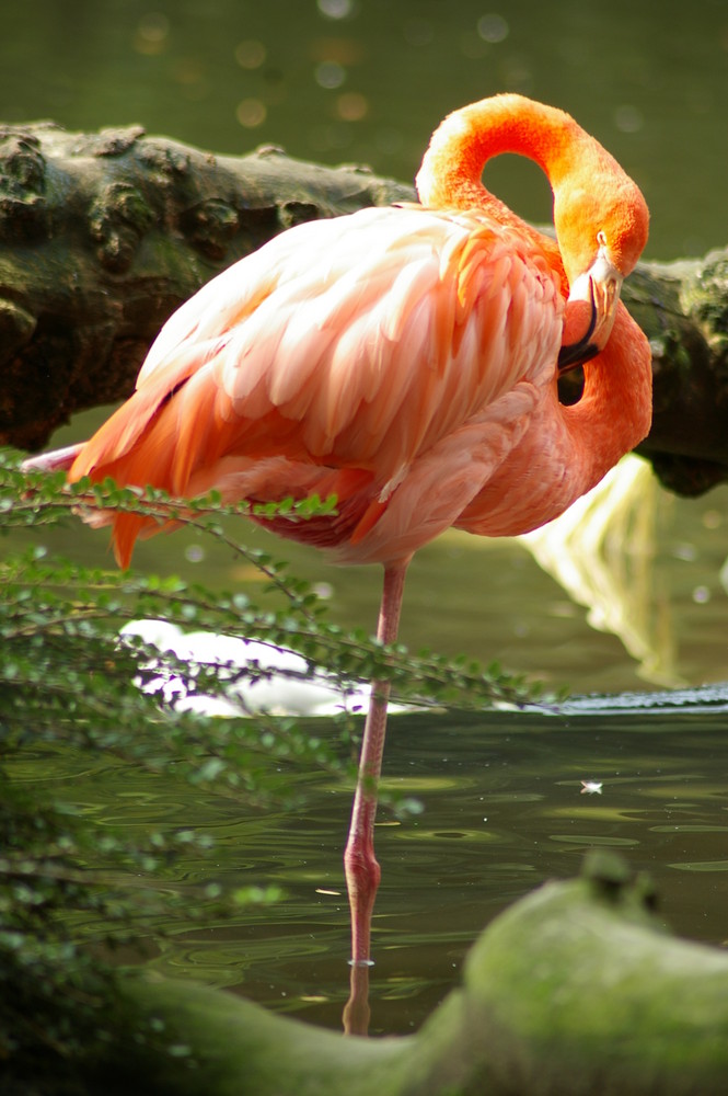 pink flamingo