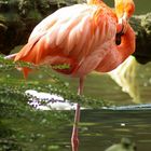 pink flamingo