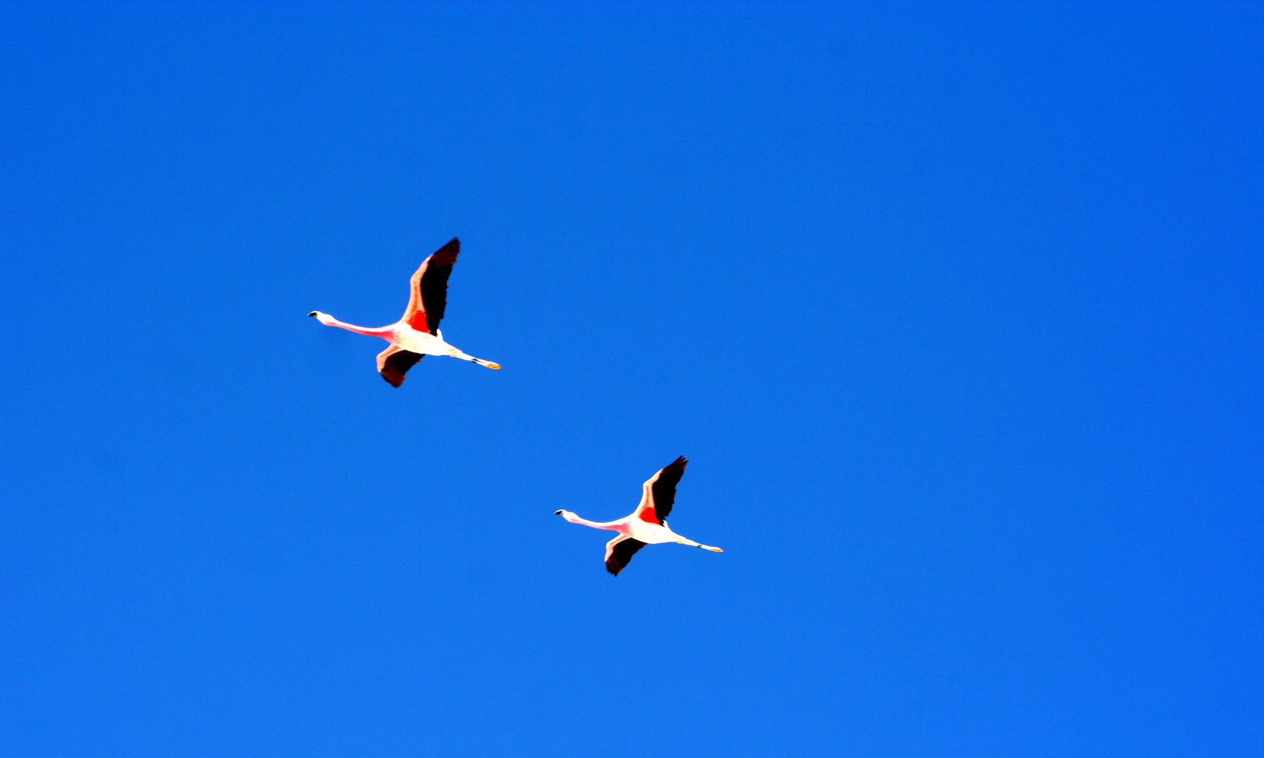 Pink Flamingoes