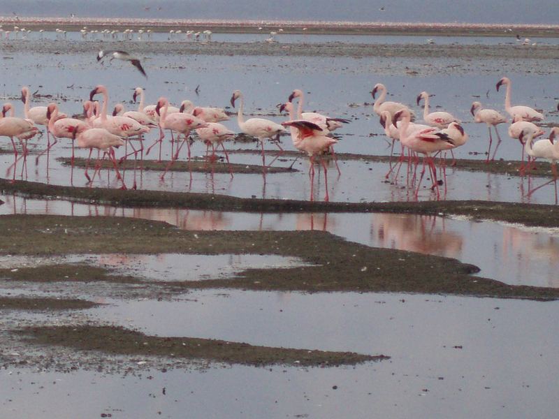 Pink Flamingos at Nakuru Lake