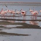 Pink Flamingos at Nakuru Lake