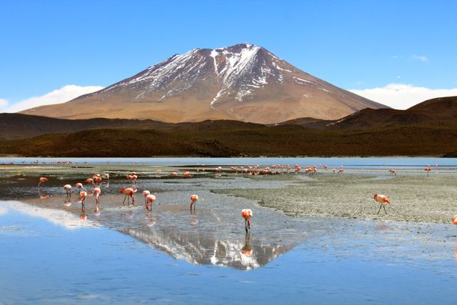 Pink Flamingos