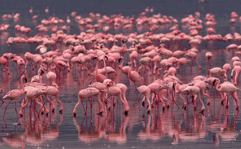 Pink flamingos on lake Nakuru, Kenya