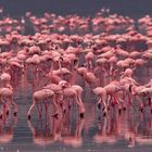 Pink flamingos on lake Nakuru, Kenya