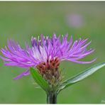 Pink! - Flockenblume (Centaurea spec.)